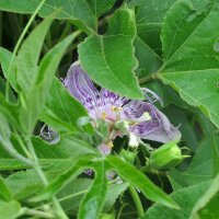 Passion Fruit / Granadilla (Passiflora edulis) seeds
