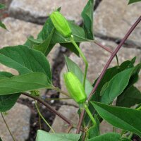 Passion Fruit / Granadilla (Passiflora edulis) seeds