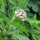 Passion Fruit / Granadilla (Passiflora edulis) seeds
