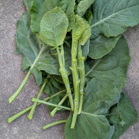 Chinese Broccoli Gai lan (Brassica oleracea var....