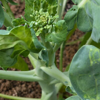 Chinese Broccoli Gai lan (Brassica oleracea var....