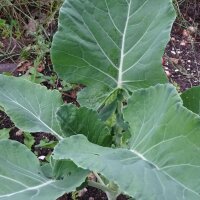 Chinese Broccoli Gai lan (Brassica oleracea var. alboglabra) seeds