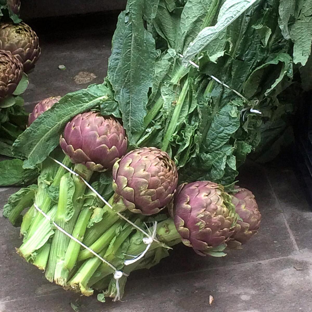 70 SEMI DI CARCIOFO Violetto di Romagna 70 SEMI DI CARCIOFO Violetto di Romagna