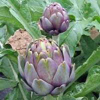 Purple Artichoke Violetto di Chioggia (Cynara scolymus)...