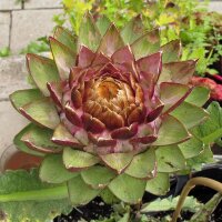 Purple Artichoke Violetto di Chioggia (Cynara scolymus) seeds