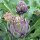 Purple Artichoke Violetto di Chioggia (Cynara scolymus) seeds