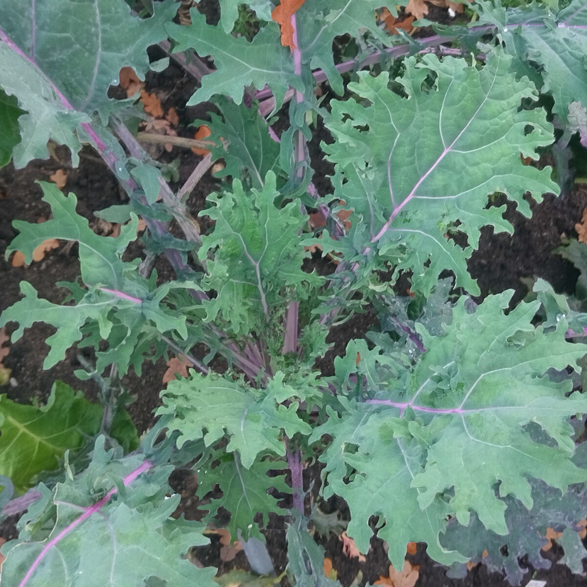 Siberian Kale 'Red Russian' (Brassica napus var. pabularia) seeds