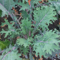 Siberian Kale Red Russian (Brassica napus var. pabularia)...