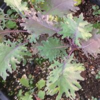 Siberian Kale Red Russian (Brassica napus var. pabularia)...
