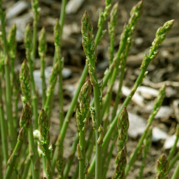 Green asparagus "Mary Washington" (Asparagus officinalis) seeds