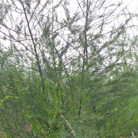 Green asparagus "Mary Washington" (Asparagus officinalis) seeds