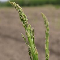 Green asparagus "Mary Washington" (Asparagus officinalis) seeds