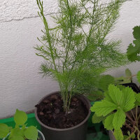 Green asparagus "Mary Washington" (Asparagus officinalis) seeds