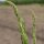 Green asparagus "Mary Washington" (Asparagus officinalis) seeds