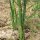 Green asparagus "Mary Washington" (Asparagus officinalis) seeds