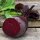 Bulls Blood Beet (Beta vulgaris) seeds