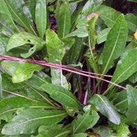 Woad (Isatis tinctoria) seeds