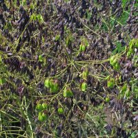 Woad (Isatis tinctoria) seeds