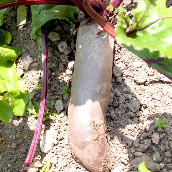 Beetroot Cylindra (Beta vulgaris) seeds