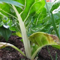 White Swiss Chard Fordhook Giant (Beta vulgaris) seeds