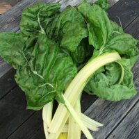 White Swiss Chard Fordhook Giant (Beta vulgaris) seeds