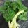 White Swiss Chard Fordhook Giant (Beta vulgaris) seeds