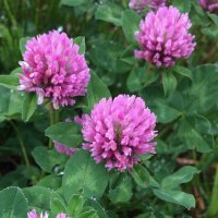 Red Clover (Trifolium pratense) seeds