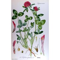 Red Clover (Trifolium pratense) seeds