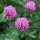 Red Clover (Trifolium pratense) seeds