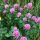 Red Clover (Trifolium pratense) seeds