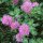 Red Clover (Trifolium pratense) seeds