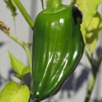 Habanero Pepper (Capsicum chinense) Organic seeds