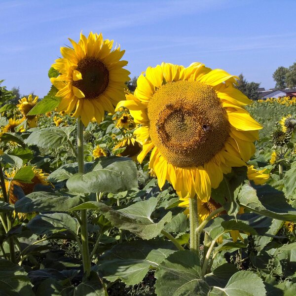 Common Sunflower (Helianthus annuus)