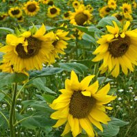 Common Sunflower (Helianthus annuus)