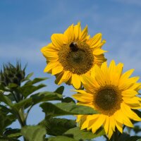 Common Sunflower (Helianthus annuus)