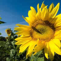 Common Sunflower (Helianthus annuus)