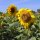 Common Sunflower (Helianthus annuus)