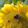 Common Sunflower (Helianthus annuus)