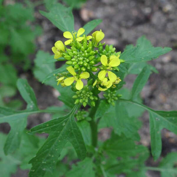 White Mustard (Sinapis alba) seeds