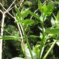 Indian Belladonna (Atropa acuminata) seeds