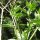 Indian Belladonna (Atropa acuminata) seeds