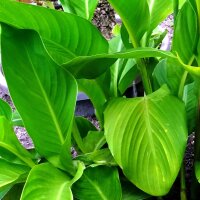 Indian Shot (Canna indica) seeds