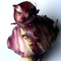 Indian Shot (Canna indica) seeds