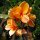 Indian Shot (Canna indica) seeds