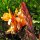 Indian Shot (Canna indica) seeds