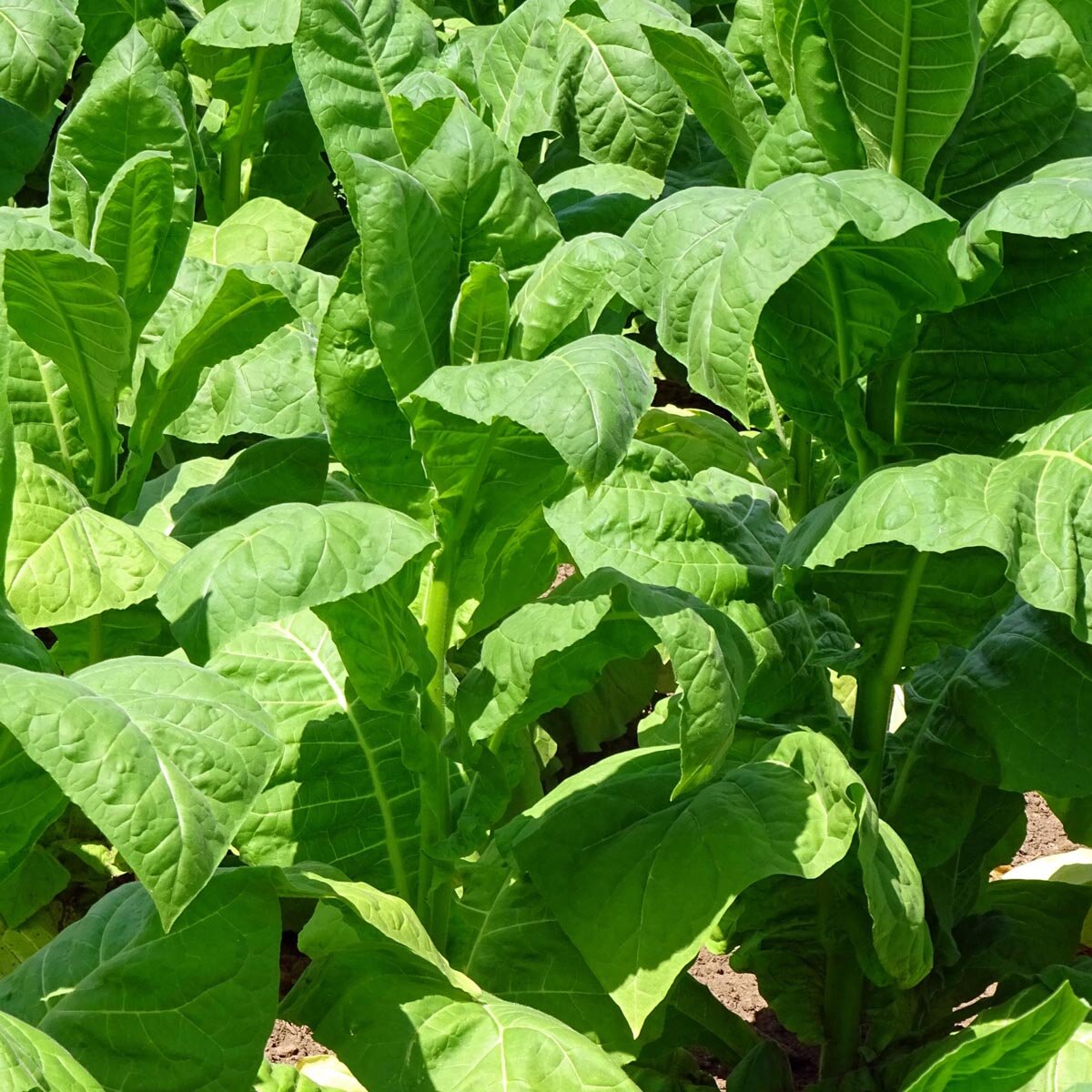 basma tobacco Basma K» Heirloom Tobacco Seeds basma tobacco Basma K» Heirloom Tobacco Seeds