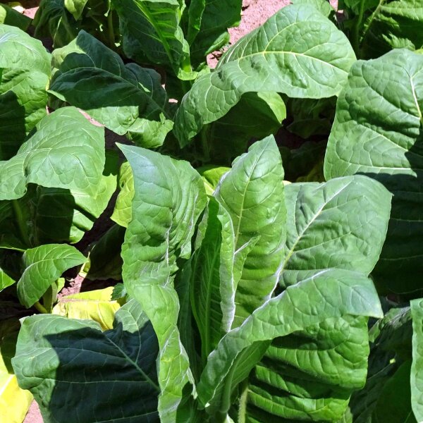 Perique Tobacco (Nicotiana tabacum) seeds