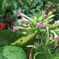 Perique Tobacco (Nicotiana tabacum) seeds