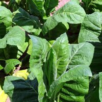Perique Tobacco (Nicotiana tabacum)