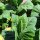 Perique Tobacco (Nicotiana tabacum) seeds